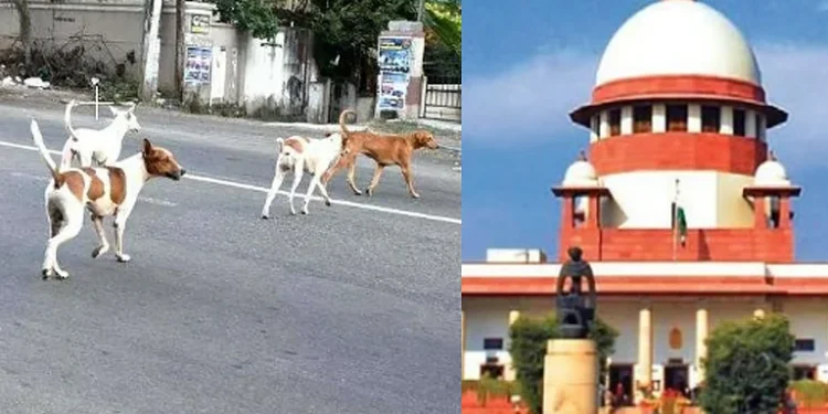 بچوں اور بزرگوں پر آوارہ کتوں کے حملے، عدالتِ عظمیٰ متحرک