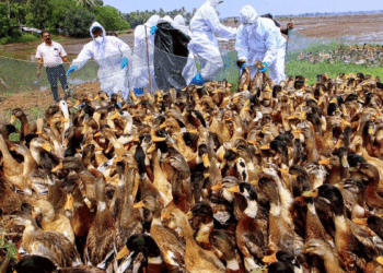 کیرالہ میں ایک بار پھر برڈ فلو کی دہشت