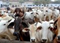 کرناٹک میں بقرعیدپر مویشیوں کی خریداری سے مسلمانوں کا انکار
