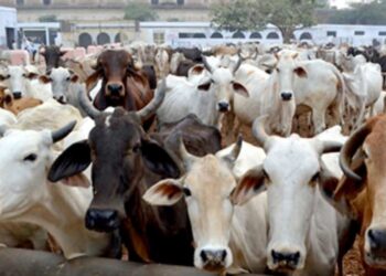 کرناٹک میں بقرعیدپر مویشیوں کی خریداری سے مسلمانوں کا انکار